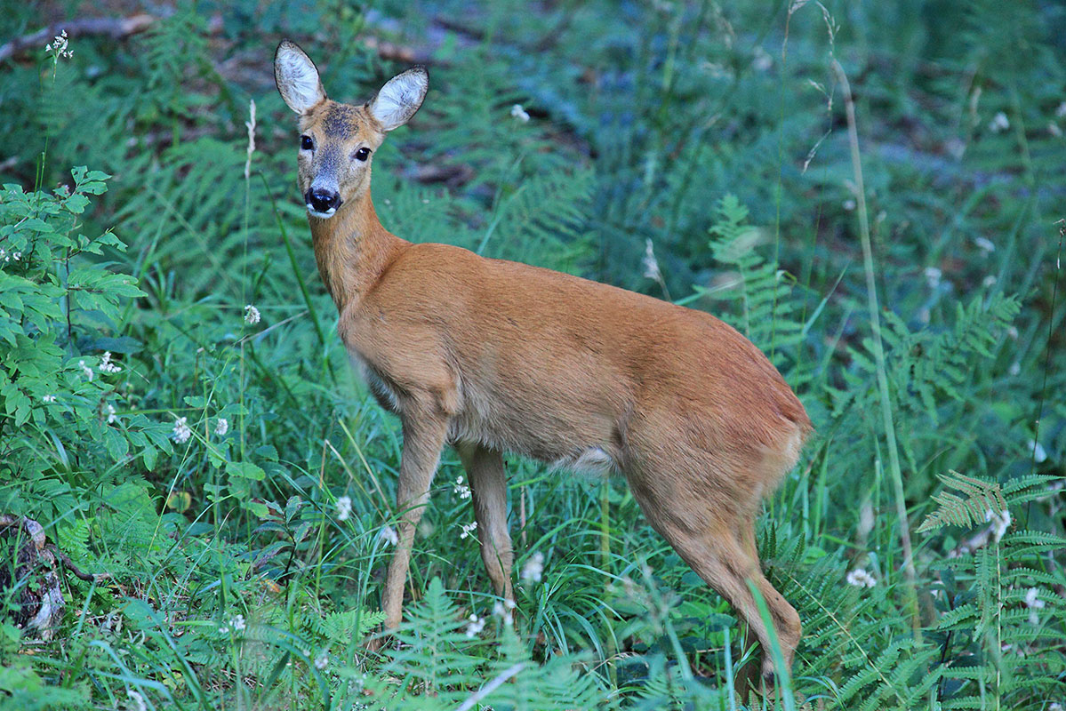 Capriolo