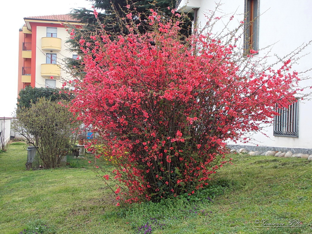 Fiori 10 di 51