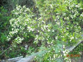 Fiori 32 di 51