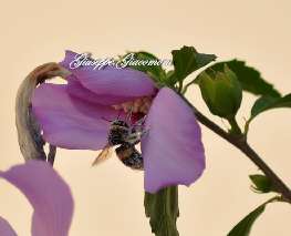 Foto 74 di 99