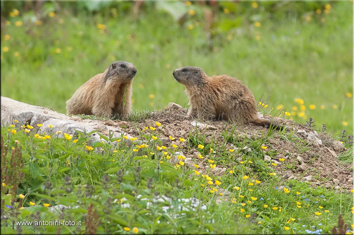 Marmotta