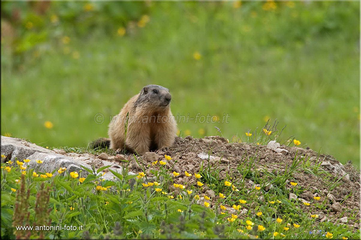 Marmotta