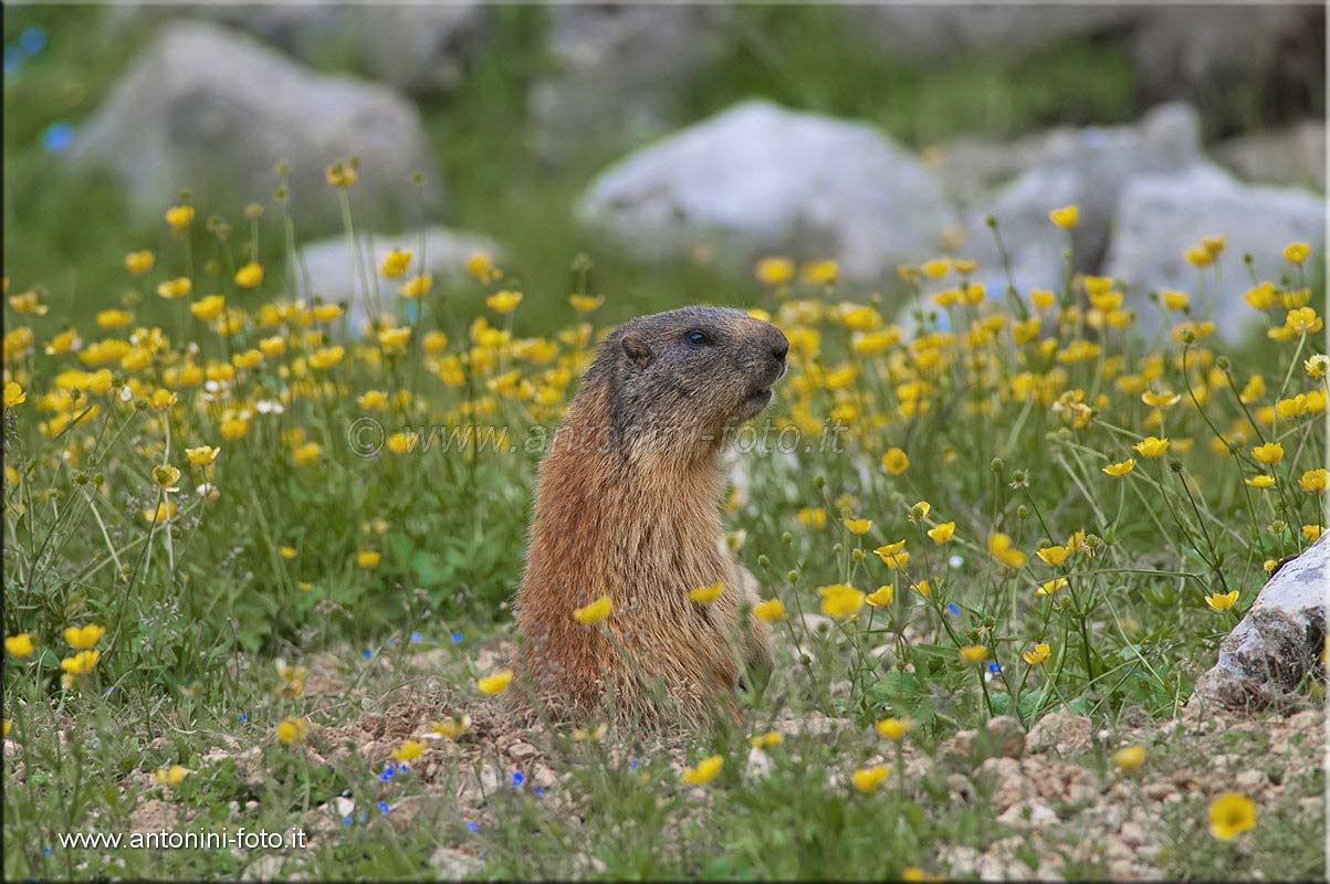 Marmotta