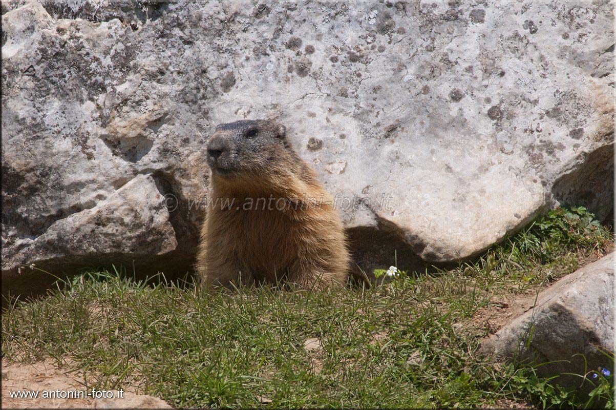 Marmotta