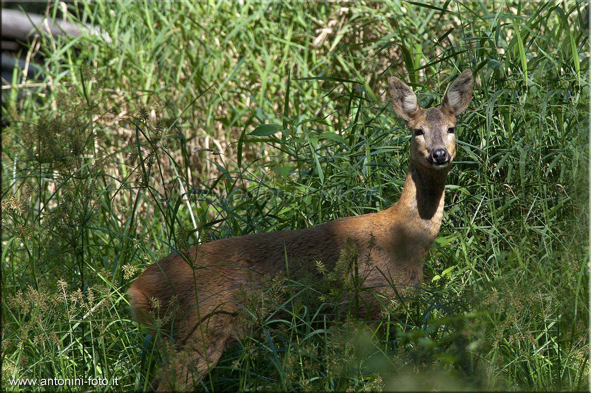 Capriolo