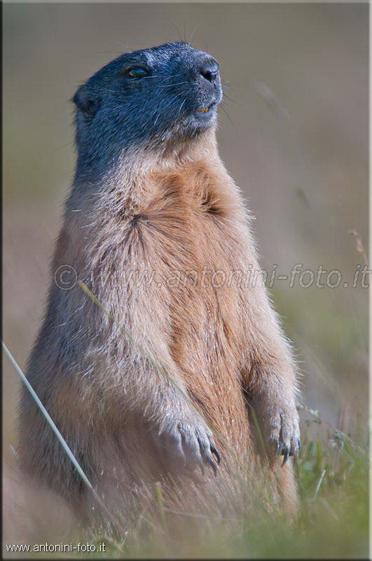 Marmotta