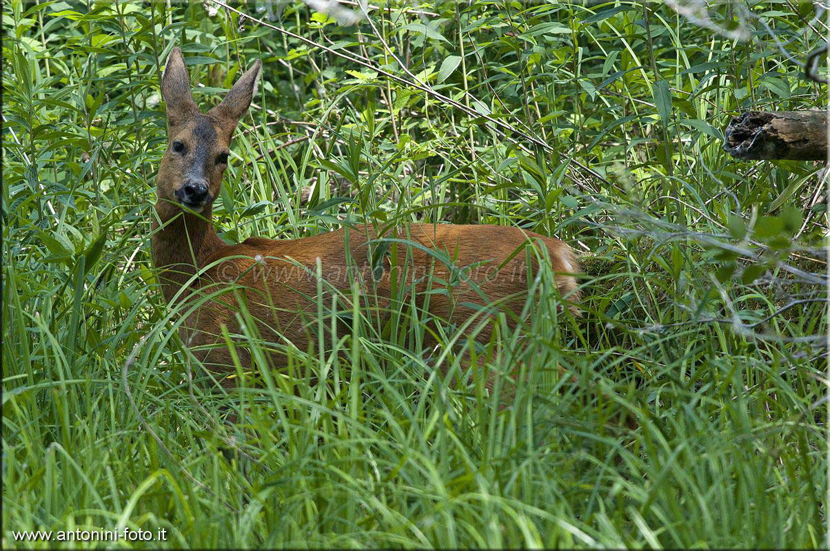 Capriolo