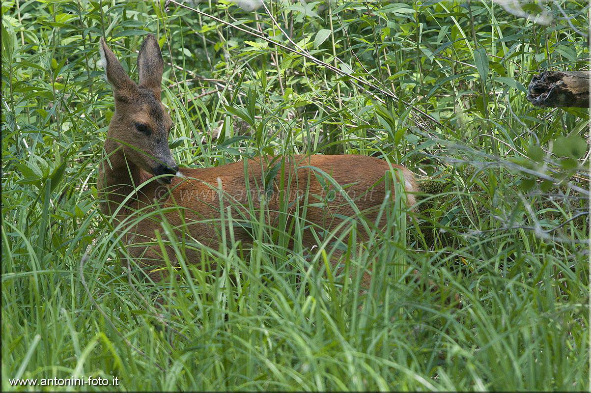 Capriolo