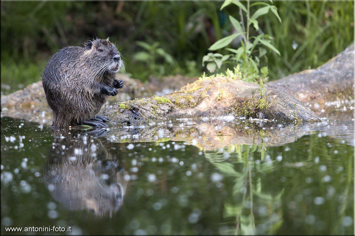 Nutria