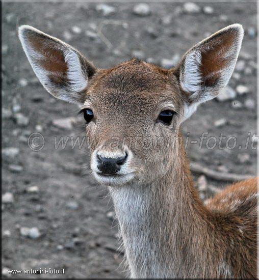 Bambi