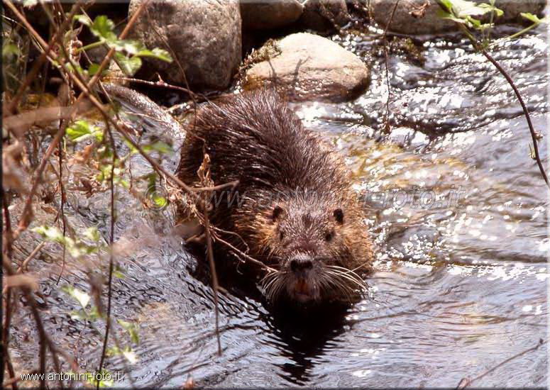 Nutria