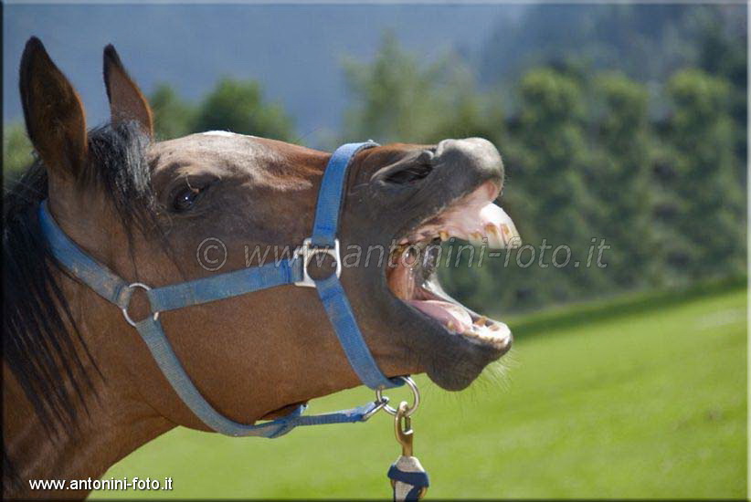 Cavallo