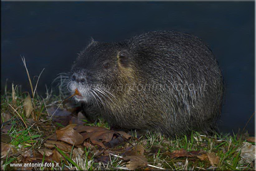 Nutria