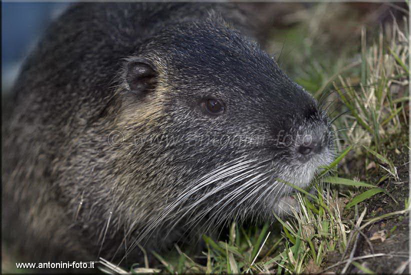 Nutria