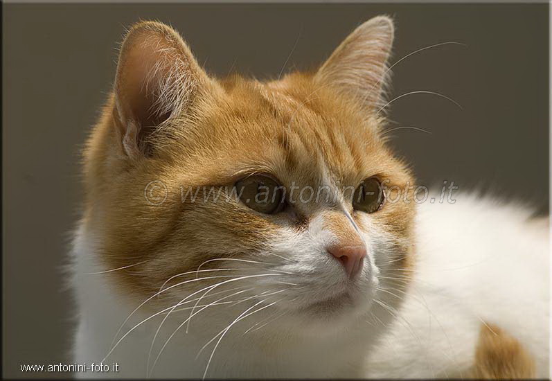 Gatto Leo