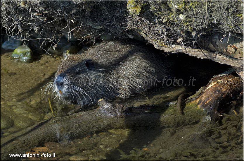 Nutria