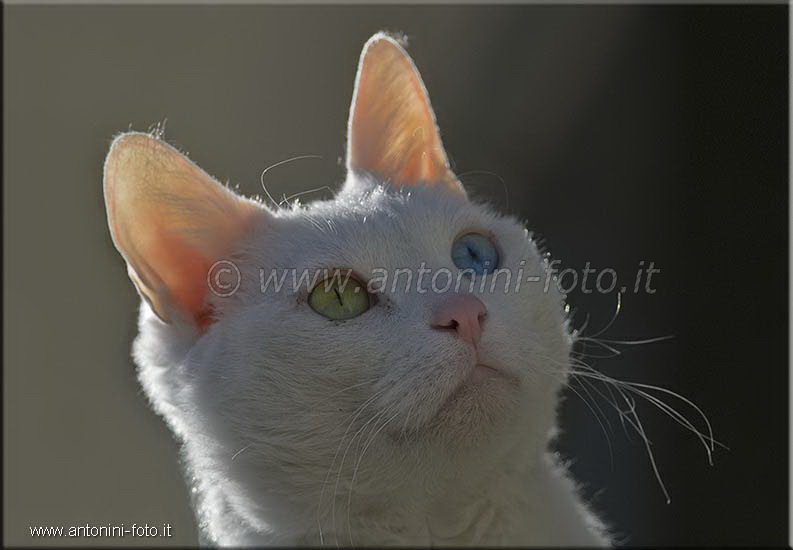 Ruggero