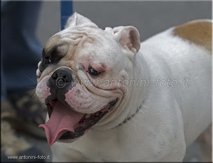 Bulldog
