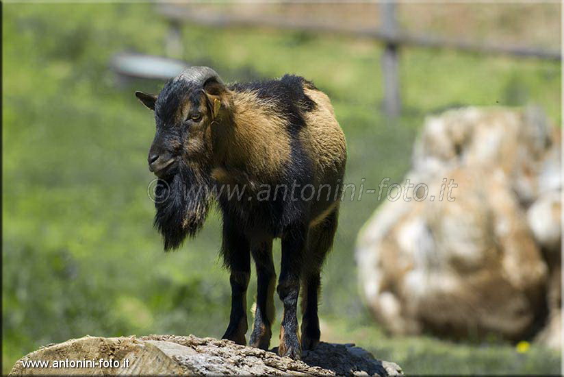 Capra