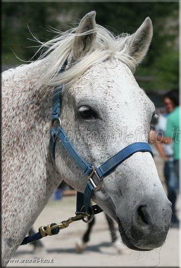 Cavallo