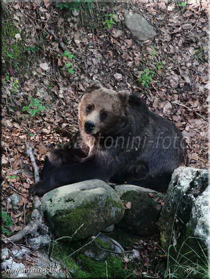 Orso