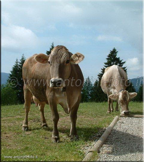 Mucca