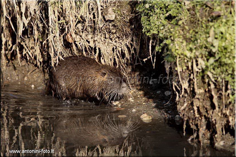 Nutria