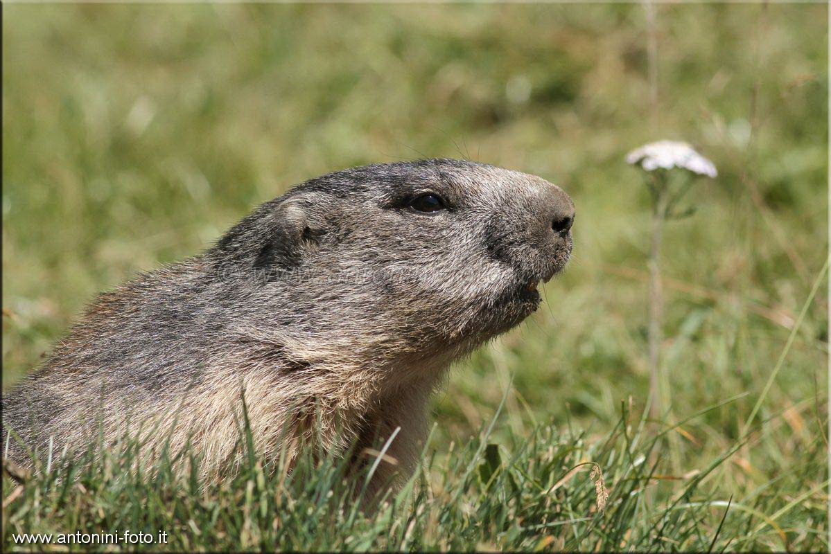 Marmotta