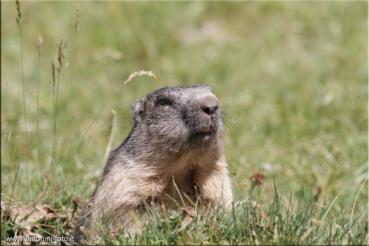 Marmotta