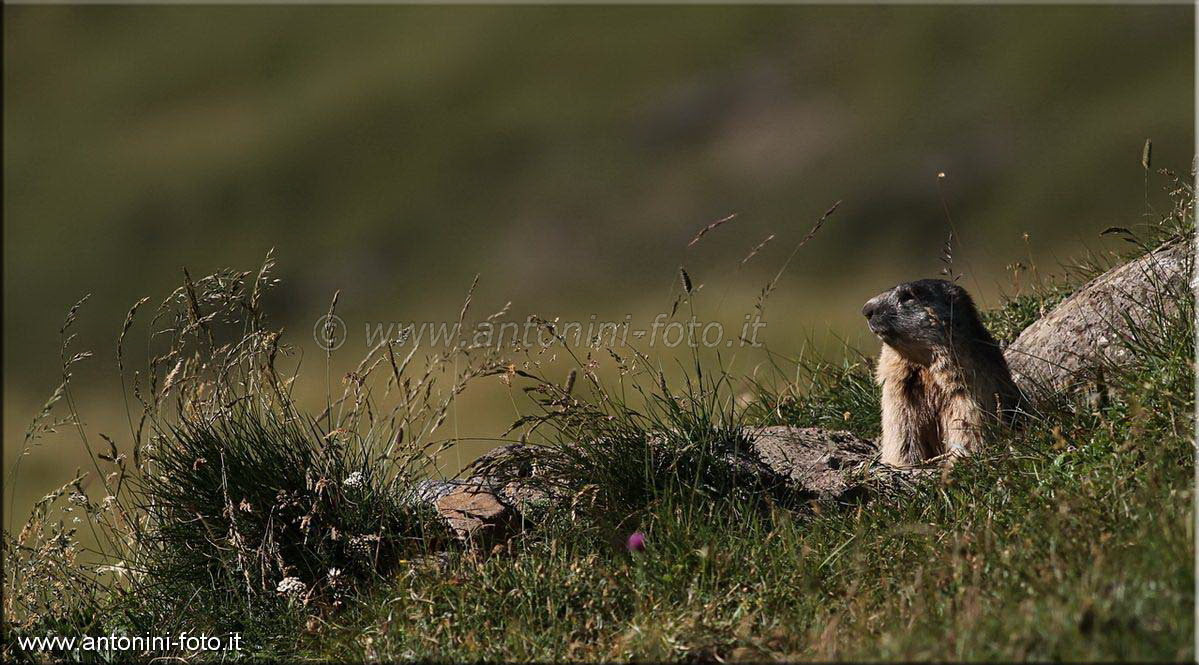 Marmotta