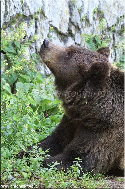 Orso