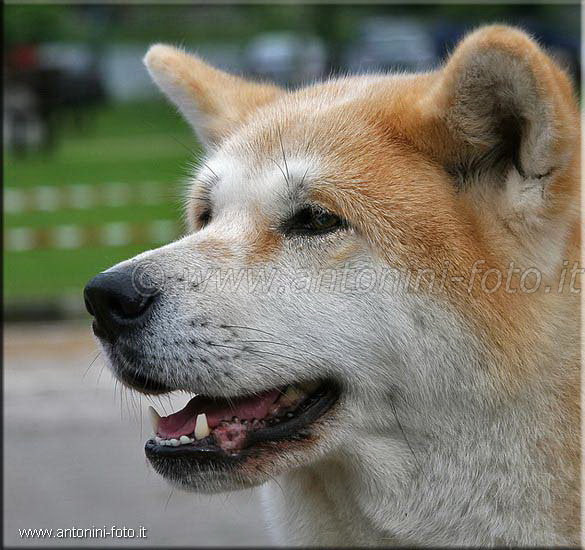 Cane