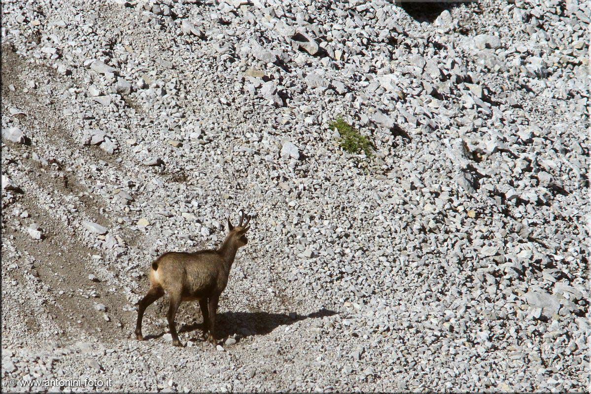 Marmotta