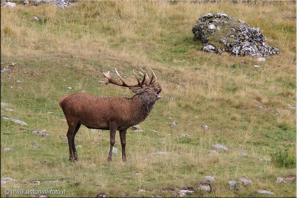 Capriolo