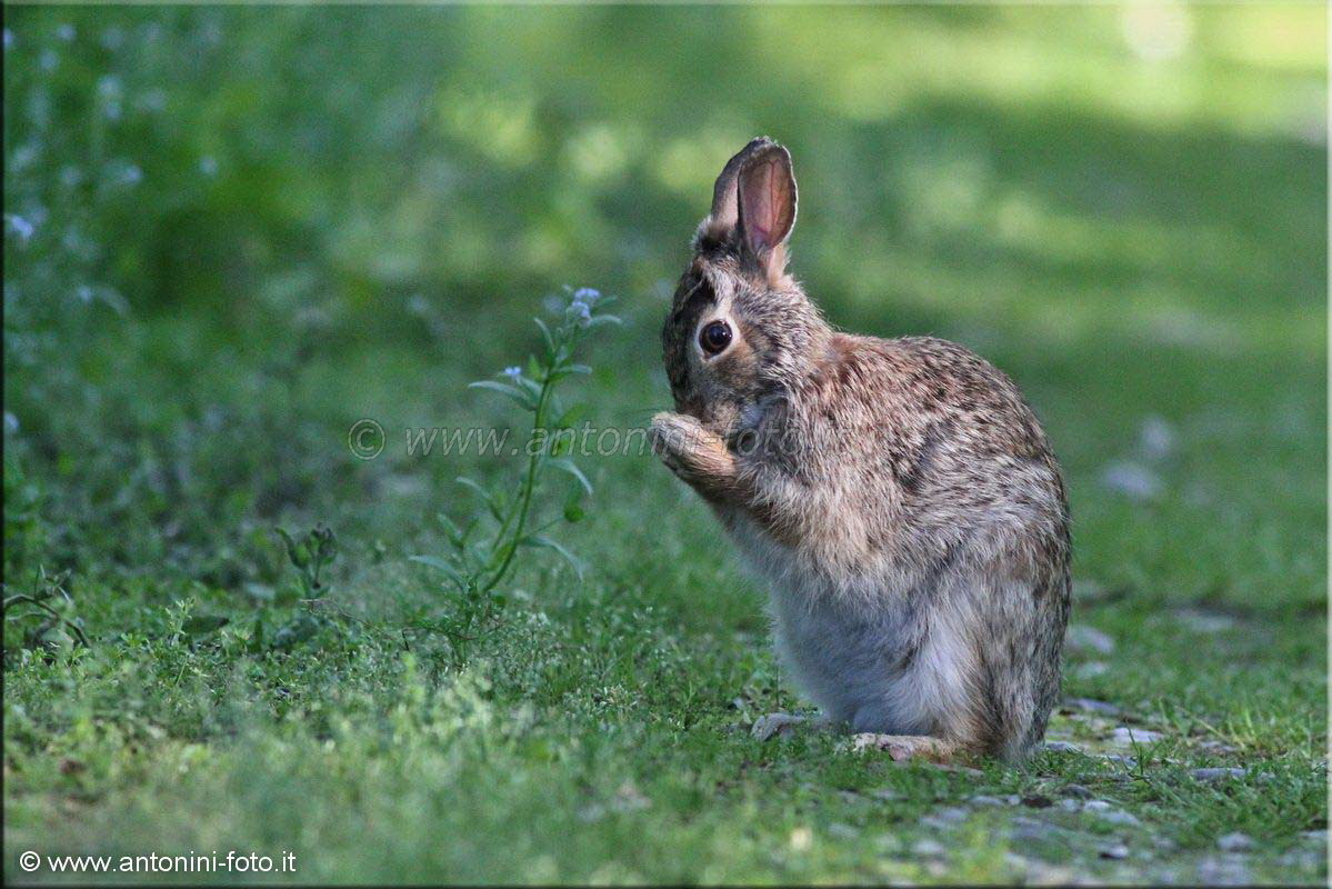 Capriolo