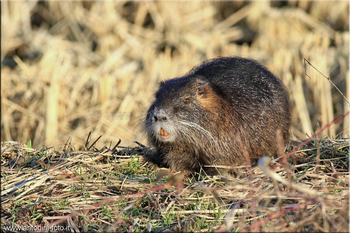 Nutria