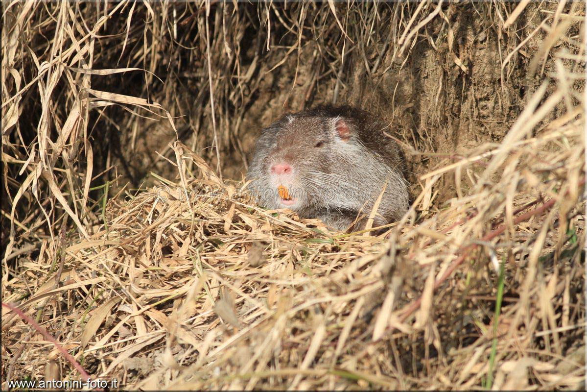 Piccolo di Nutria