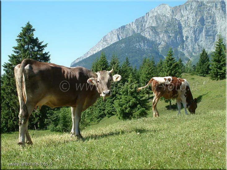 Malga Tovre Molveno (TN)