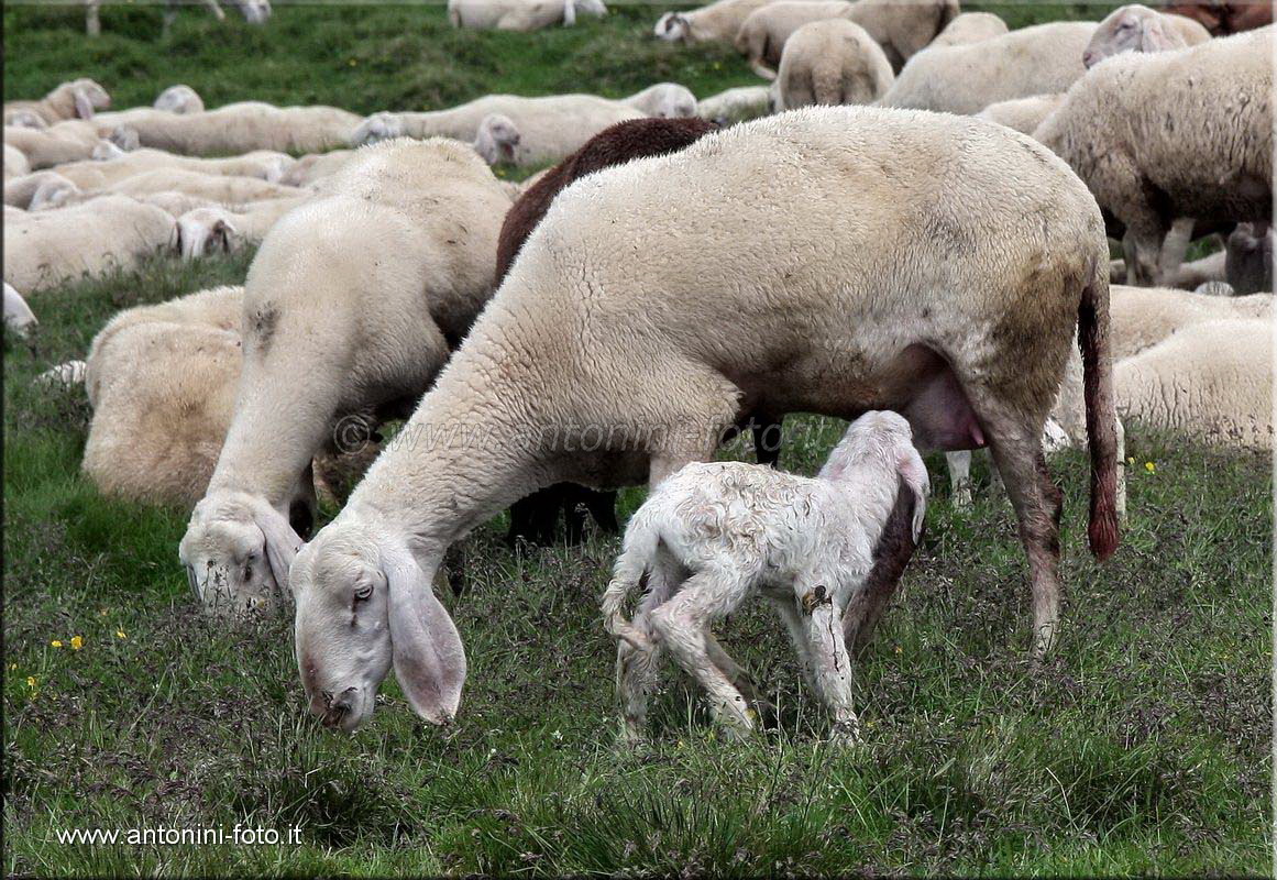 Mamma Pecora