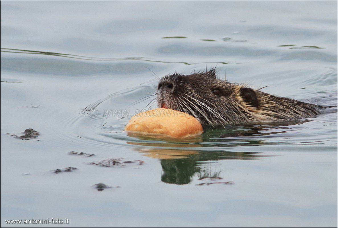 Nutria
