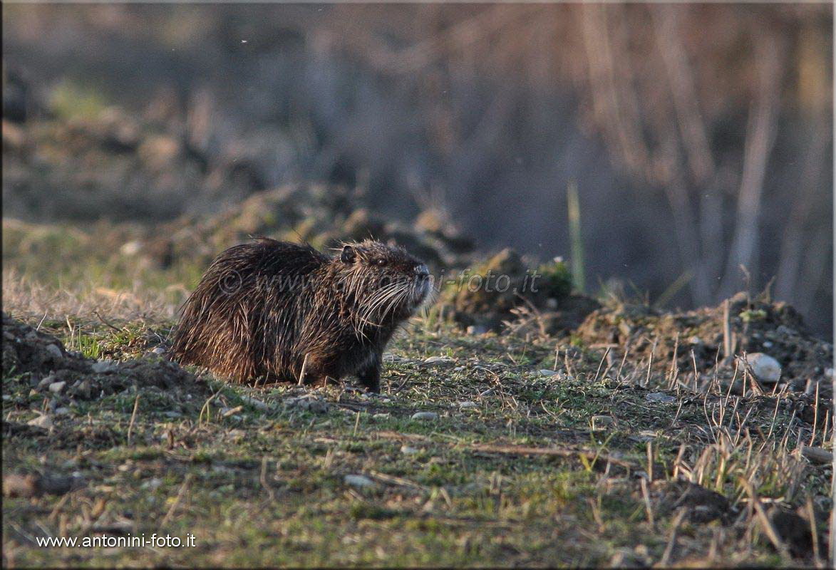 Nutria