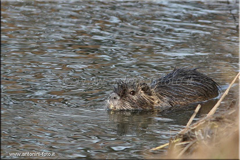 Nutria