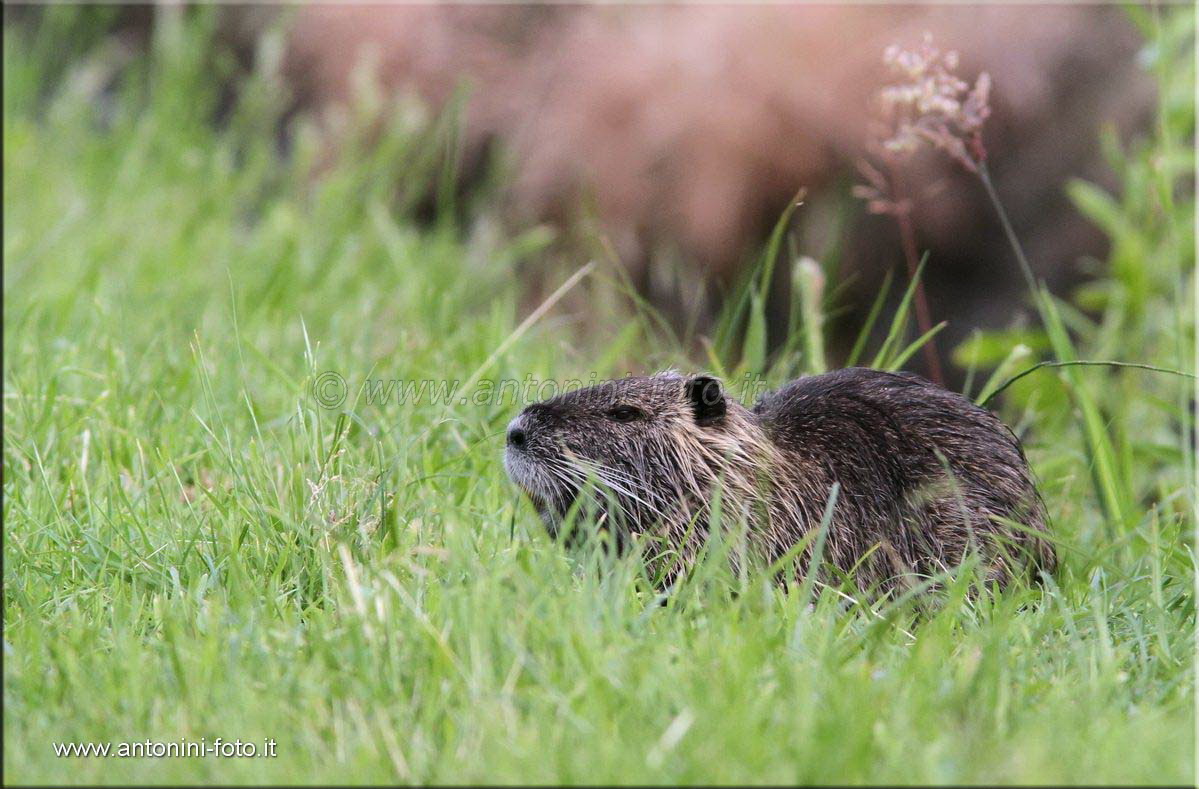 Nutria