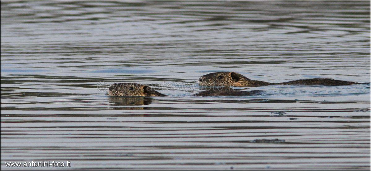 Piccolo di Nutria