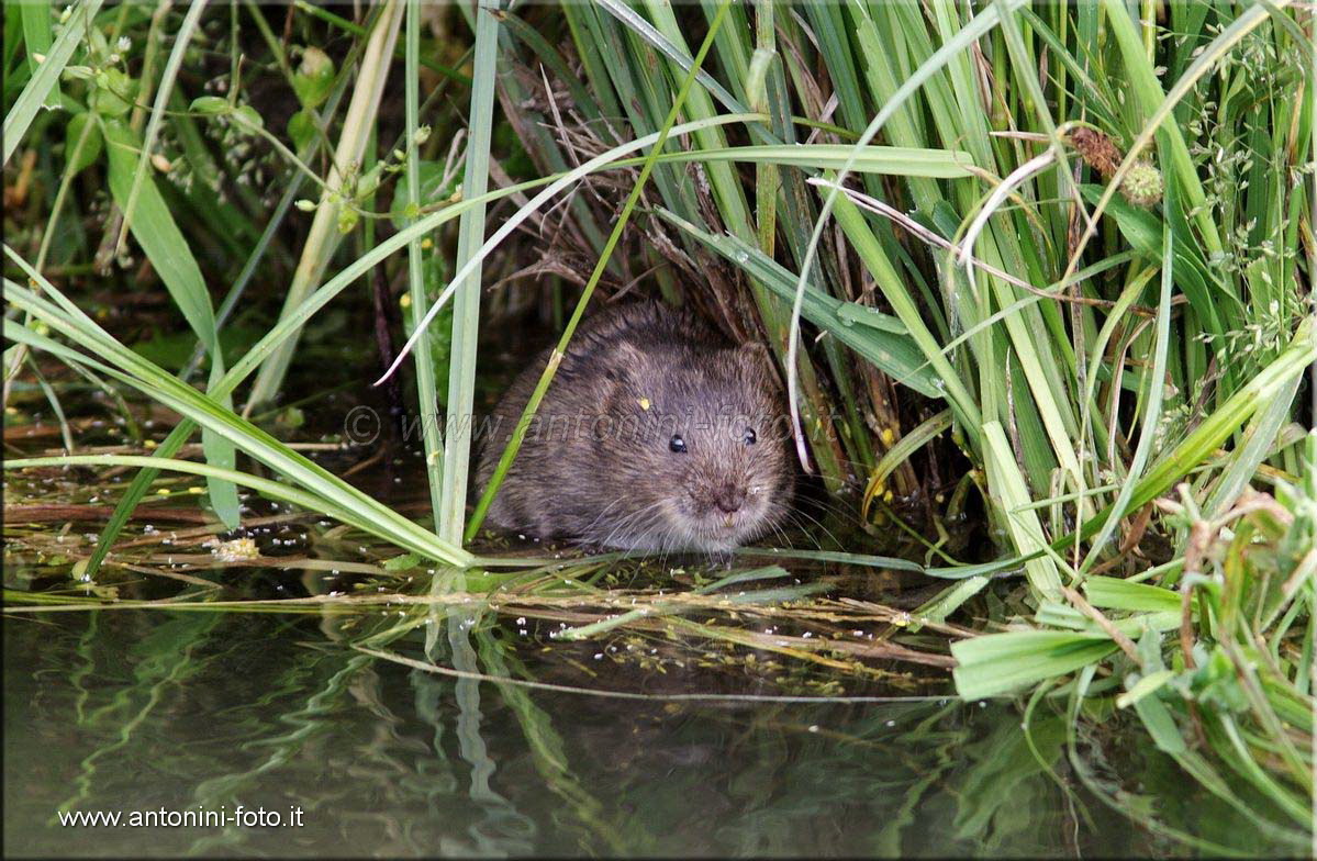 Piccolo di Nutria