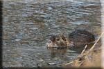 Nutria