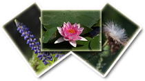   Piante e Fiori  