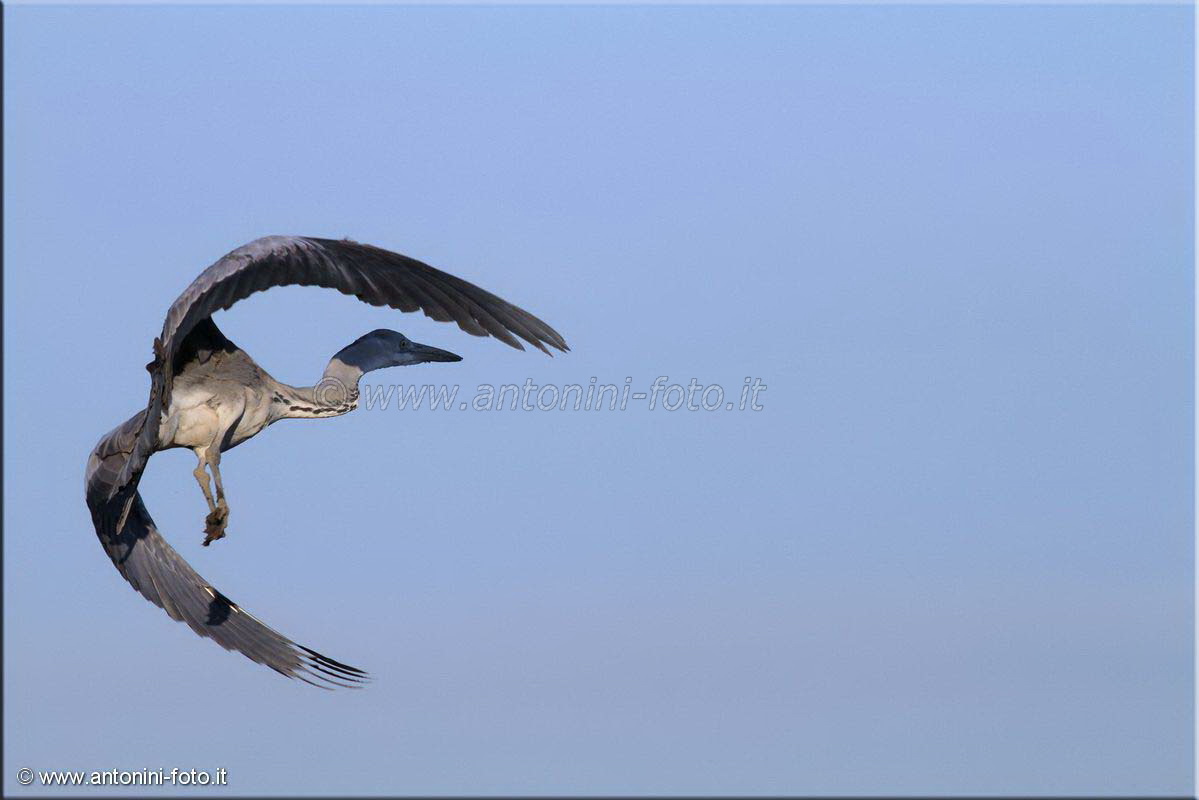 Airone Cenerino