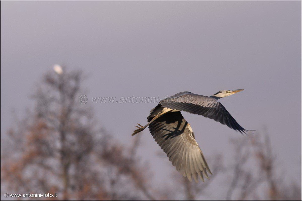 Airone Cenerino