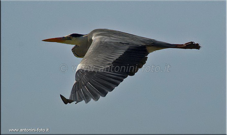 Airone Cenerino